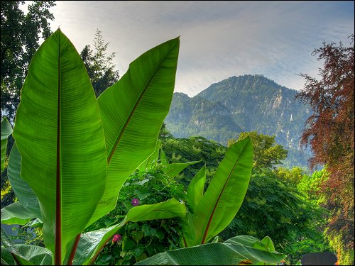 im Dschungel des Bad Reichenhaller Kurparks