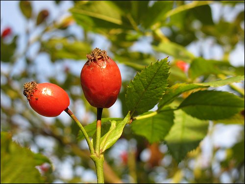 rote Hagebutten