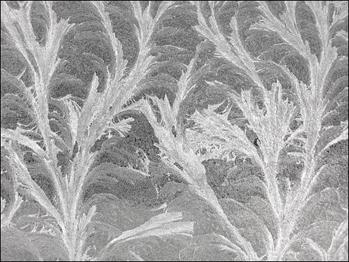 Eisblumen auf Scheunenfenster