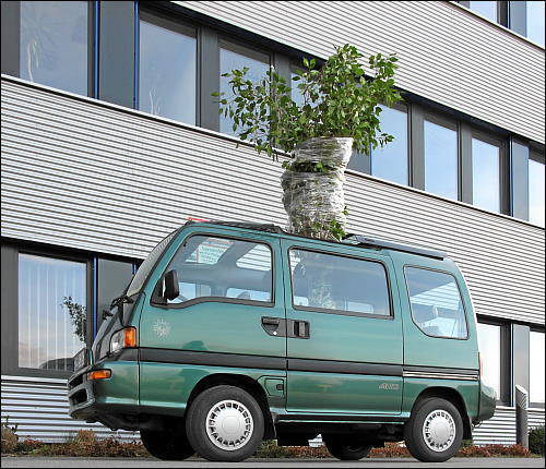 verladener Ficus vor dem Abtransport ins neue Heim