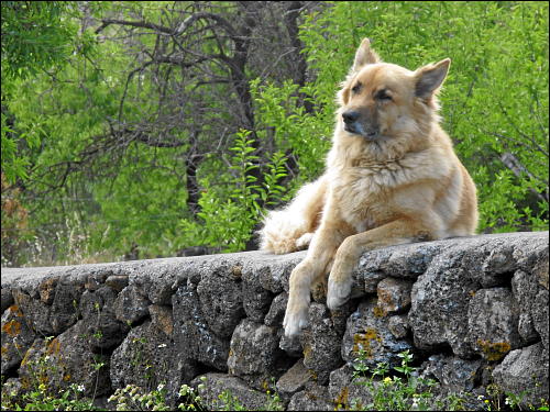 Ein die Grenze seines Revieres verteidigender Wachhund