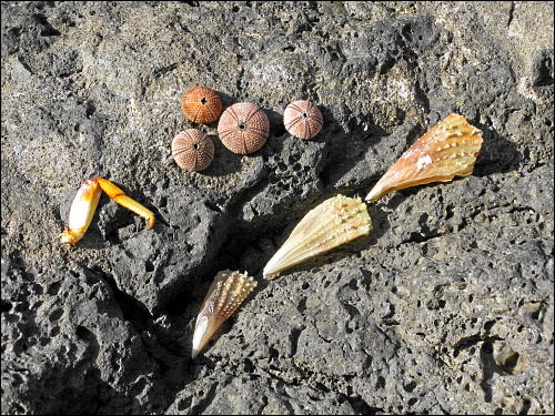 ertauchte Schätze des Meeres: Seeigel-Skelette, Steckmuscheln und ein einsames Krabbenbein