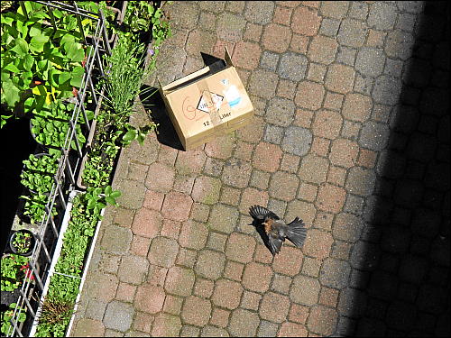 scheintote Amsel im Hinterhof