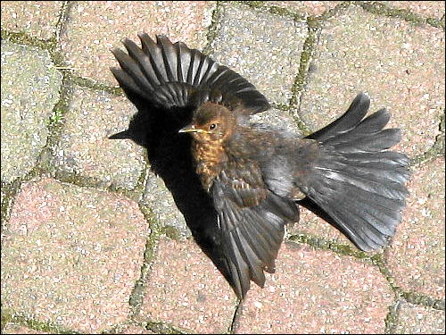 scheintote Amsel im Hinterhof