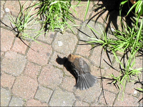 scheintote Amsel im Hinterhof