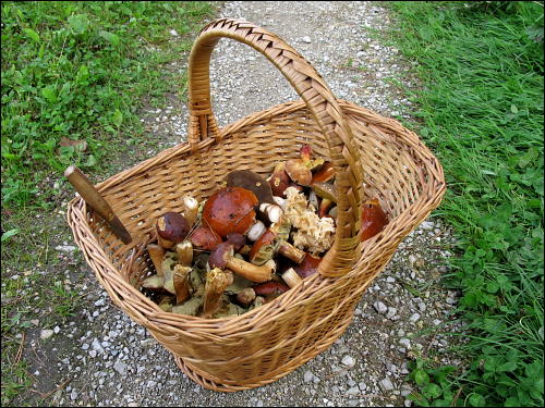 2 Stunden Waldspaziergang + 6 offene Augen = 3 Kilo Pilze