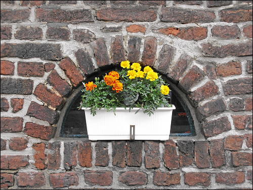 kleinbürgerlicher Blumenschmuck in der Siedlung Eisenheim