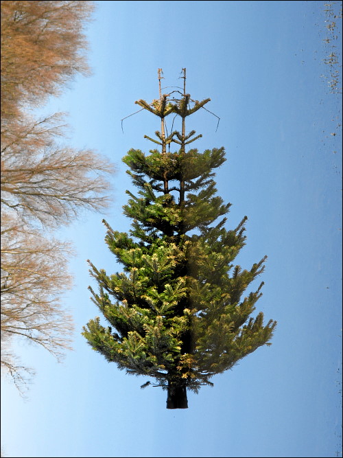 entsorgter Weihnachtsbaum im überschwemmten Fürther Pegnitzgrund