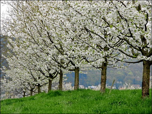 Wanderung entlang des Pretzfelder Kirschenwegs