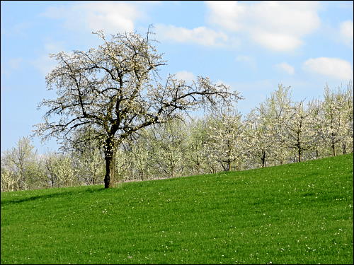 Wanderung entlang des Pretzfelder Kirschenwegs