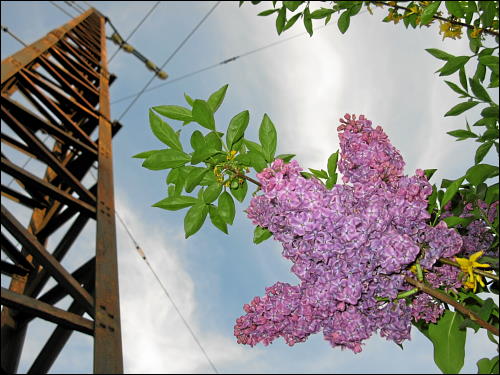 Flieder in voller Blüte