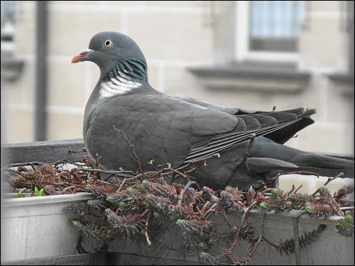 brütende Taube in des zonebattler's Balkon-Blumenkasten