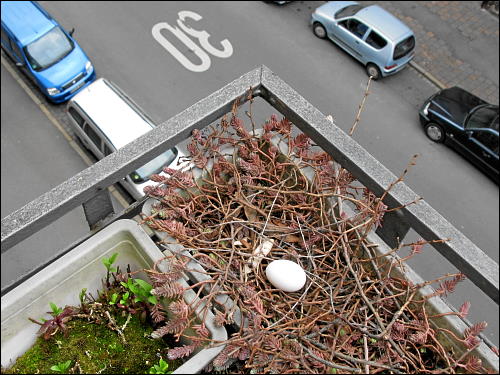 Taubenei in des zonebattler's Balkon-Blumenkasten