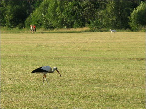 Storch im Fürther Wiesengrund, Beute gemacht habend