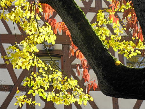 herbstlich bunter Baum in Kirchröttenbach