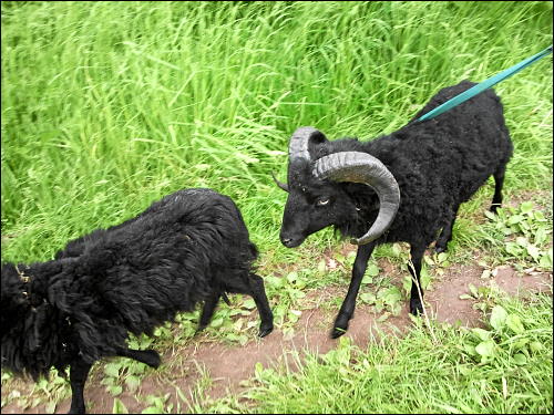 Benno (rechts) und Ingrid (links) beim Abmarsch Richtung Heimat