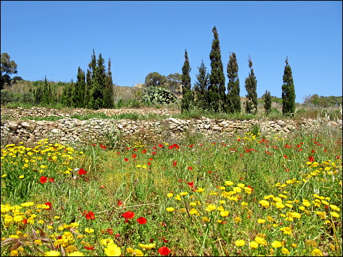 bunter Frühling auf Gozo