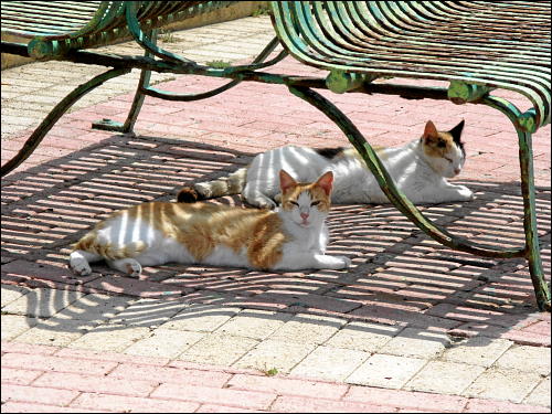 Katzen beim kollegialen Dösen