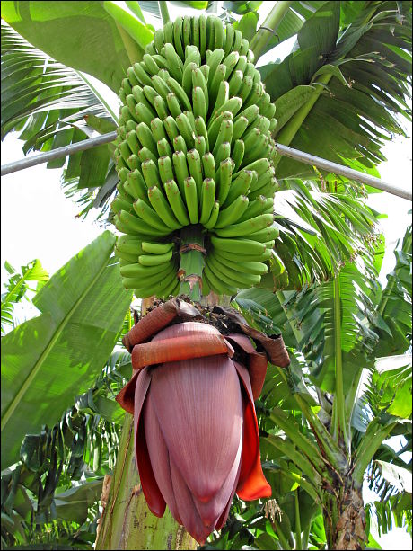 Bananenstaude in einer Plantage auf La Palma (Kanaren)