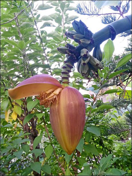 Bananenstaude im Stadtpark von Fürth (Bayern)