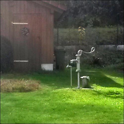 Wasserhahn und Wasserhenne beim Liebesspiel