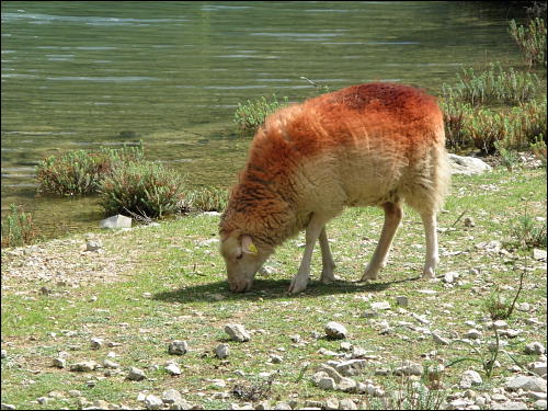 grasendes Schaf am Cúber-Stausee