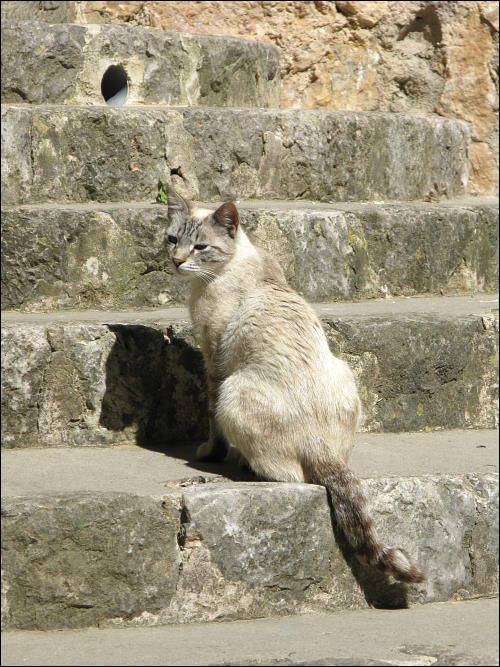 Katze in Valldemossa
