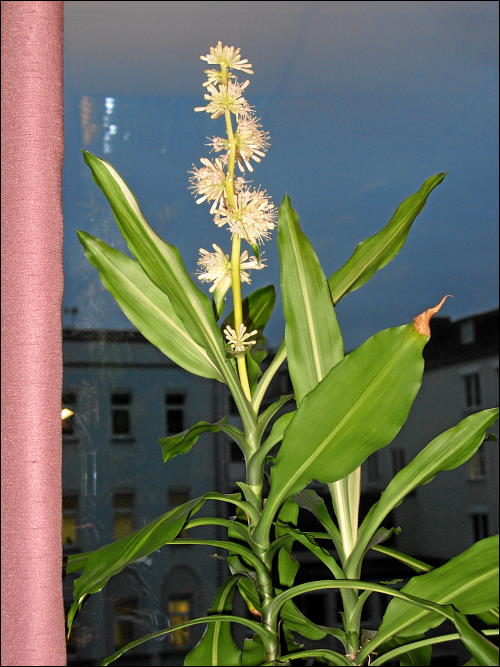 unbekannte Blüten, wunderbar aussehend, merkwürdig riechend