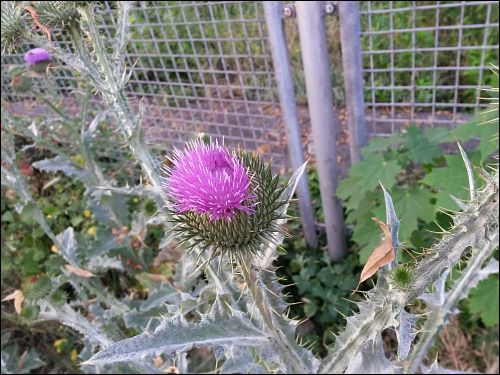 blühende Distel an des zonebattler's Schrebergarten