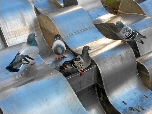 Tauben in einem Hannoveranischen Kunstbrunnen