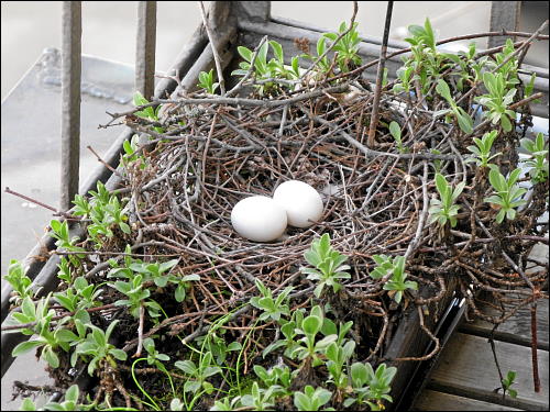 Taubennest auf des zonebattler's vorderen Balkon