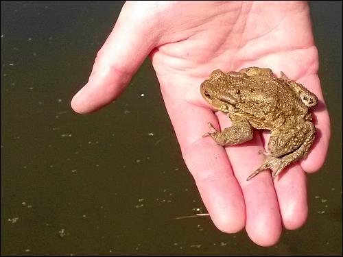 Fürther Frosch bei Translozierung