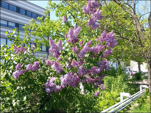 Flieder in voller Blüte