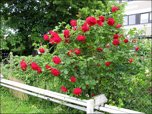 Rosen in üppiger Blüte an des zonebattler's Schrebergarten