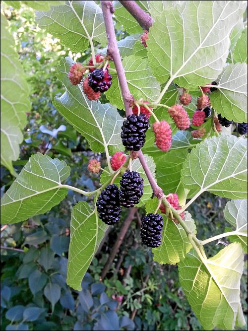 Maulbeeren am Maulbeerbaume