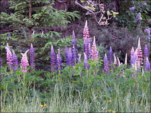 Lupinen im Wald