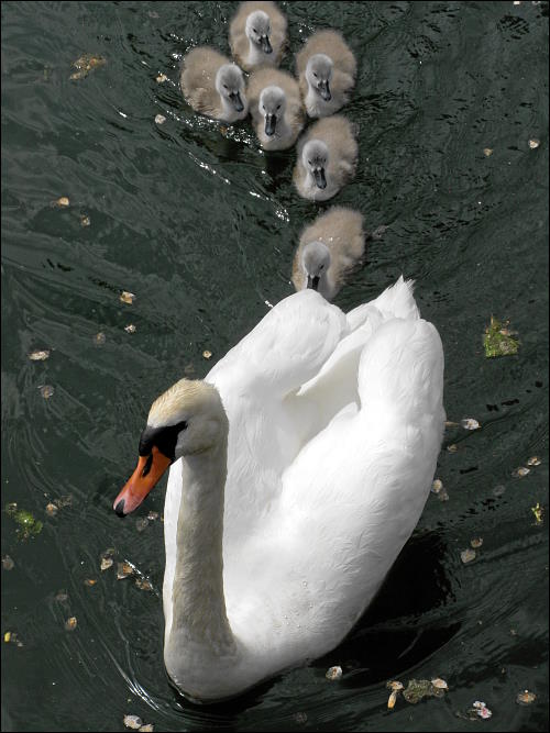 Schwanenmama mit Nachwuchs