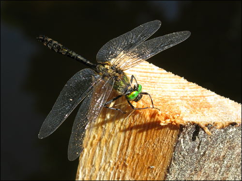 gerettete Libelle beim kontrollierten Wiederaufrüsten