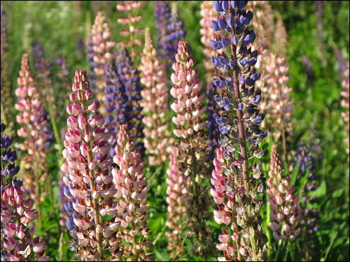 Lupinen am Abend, leuchtend und labend!