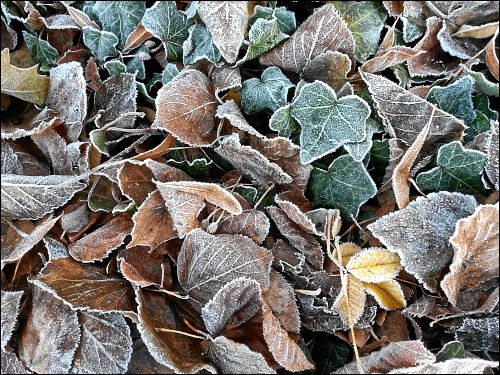 Raureif auf Blättern vor des zonebattler's Schrebergarten