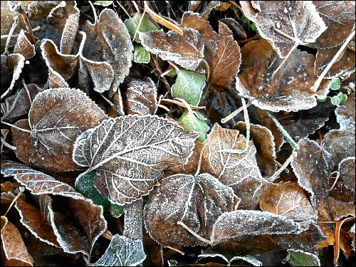 Raureif auf Blättern vor des zonebattler's Schrebergarten