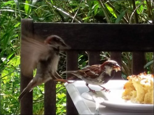 Spatzen beim Goutieren nicht verzehrter Kuchenreste