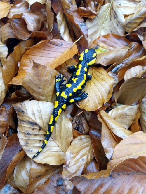 Lurchi in natura: ein fescher Feuersalamander im Einsatz