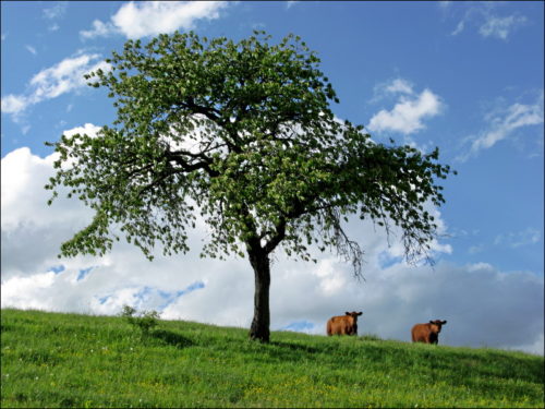 Ländliche Idylle im Laufer Land