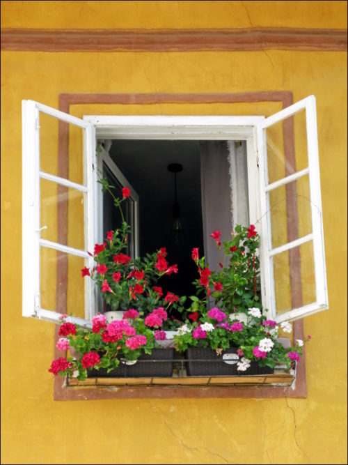 Üppiger Blumenschmuck ist allerorten anzutreffen