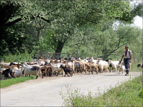 Von scharfen Hunden bewachte Ziegenherde