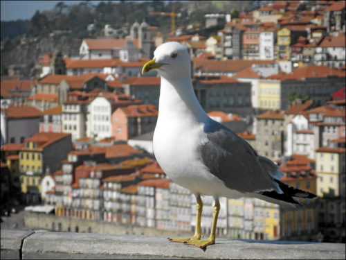 Impressionen aus Porto