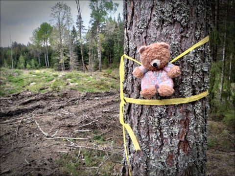 Grausam gefolterter Teddybär im Wald bei Finspång/Südschweden