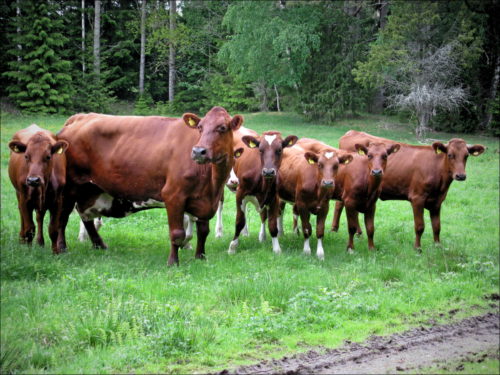 Impressionen aus Östergötland / Südschweden