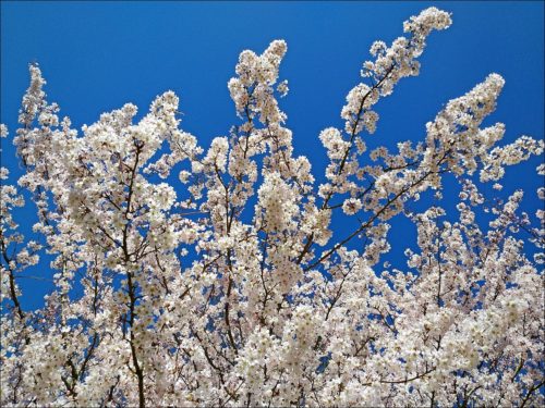 Frühling in Fürth